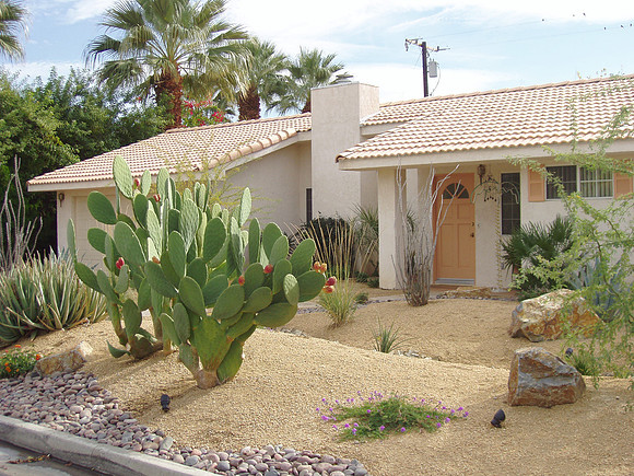 Desert Landscape Design