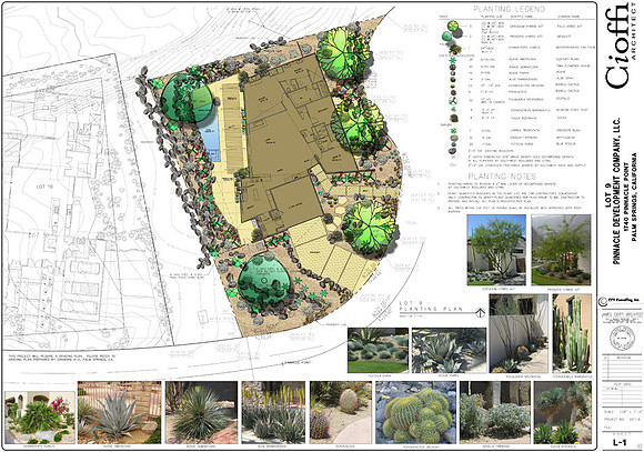 Desert Landscape Design